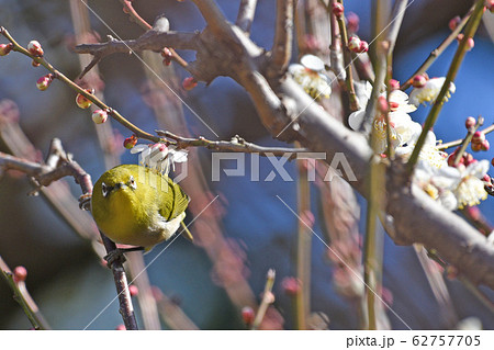 梅とメジロ 梅とメジロ 62757705