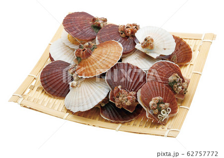 ホタテ稚貝04(パス付) ホタテ稚貝04(パス付) 62757772