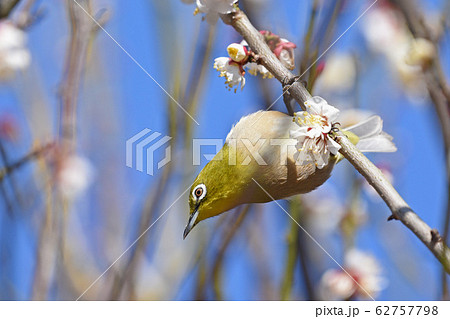 梅とメジロ 梅とメジロ 62757798