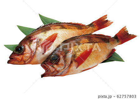 メバル10(パス付) メバル10(パス付) 62757803