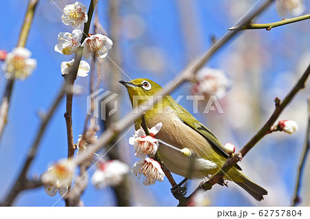 梅とメジロ 梅とメジロ 62757804