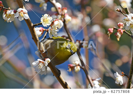 梅とメジロ 梅とメジロ 62757808