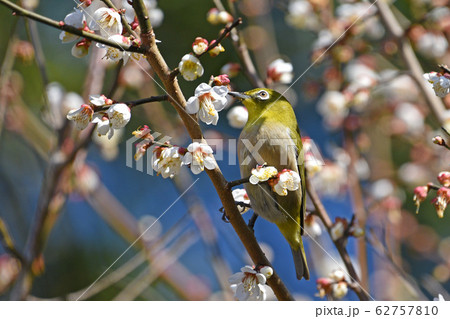 梅とメジロ 梅とメジロ 62757810