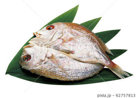 レンコ鯛開き07(パス付) レンコ鯛開き07(パス付) 62757813