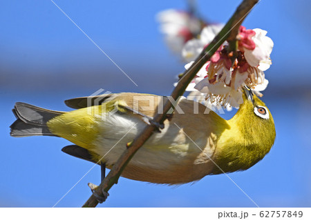 梅とメジロ 梅とメジロ 62757849