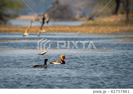 Red crested pochard in blue water and colorful scenic background of keoladeo landscape. wildlife scenery frame at keoladeo national park or bird sanctuary, bharatpur, rajasthan, india - Netta rufina 62757861