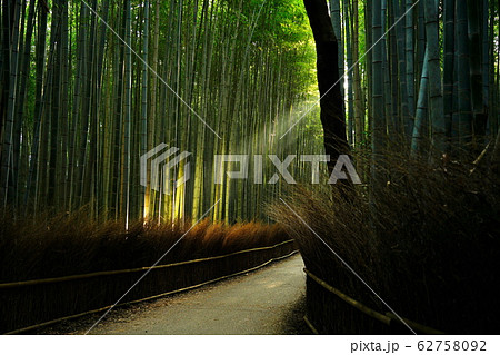 京都の風景 嵐山の竹林 京都の風景 嵐山の竹林 62758092