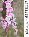 枝垂れ梅 62758117