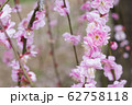 枝垂れ梅 62758118