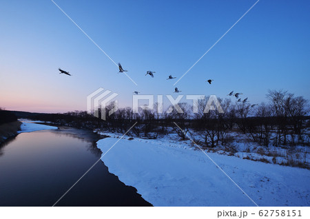 タンチョウのねぐら立ちに混ざるクロヅル（北海道・鶴居） 62758151