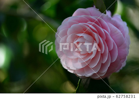 ピンクの椿 ピンクの椿 62758231