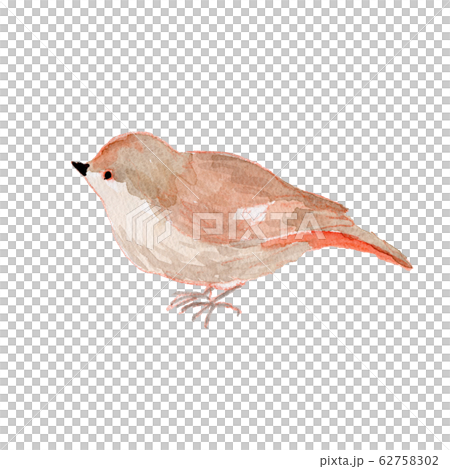 小鳥 水彩 小鳥 水彩 62758302