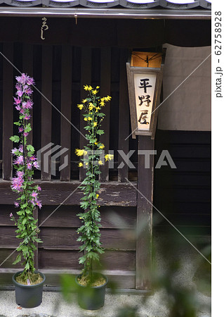 平野屋 嵯峨菊 平野屋 嵯峨菊 62758928