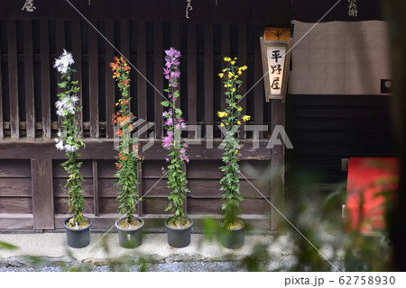 平野屋　嵯峨菊 62758930