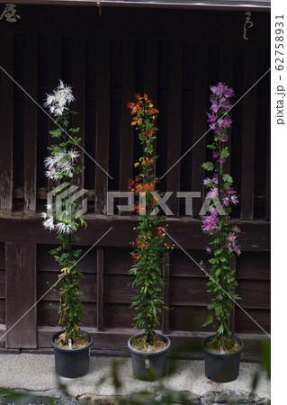 平野屋　嵯峨菊 62758931