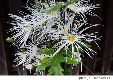 平野屋 嵯峨菊 平野屋 嵯峨菊 62758944