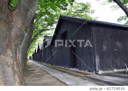 山居倉庫 ケヤキ並木 62759010