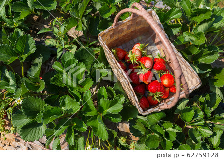 fresh strawberry in farm 62759128