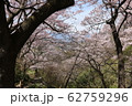 高遠城址公園の桜 62759296