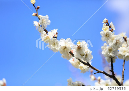 ウメの花 ウメの花 62759536