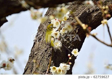 梅の花とメジロ（N） 62759627