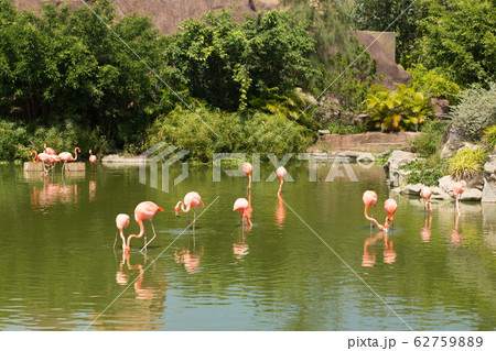 Flock of pink beautiful flamingo standing in pond with reflection. Flock of pink beautiful flamingo standing in pond with reflection. 62759889