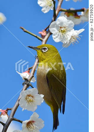 梅の花とメジロ N の写真素材 梅の花とメジロ N の写真素材