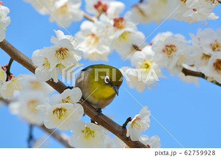 梅の花とメジロ N の写真素材