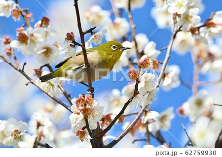 梅の花とメジロ N の写真素材 梅の花とメジロ N の写真素材