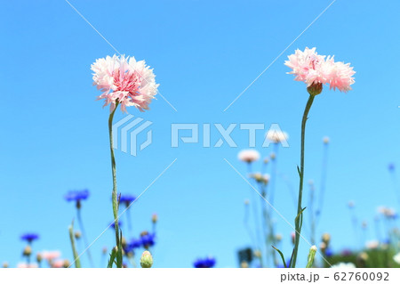 ヤグルマ草 62760092