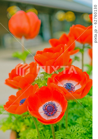 アネモネ 62760130