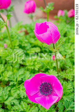 アネモネ 62760139