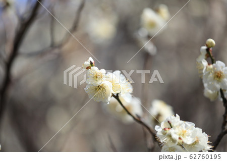 ウメの花 ウメの花 62760195