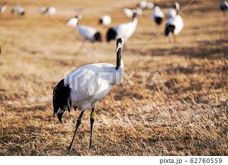 丹頂鶴 ”阿寒郡鶴居村” 62760559