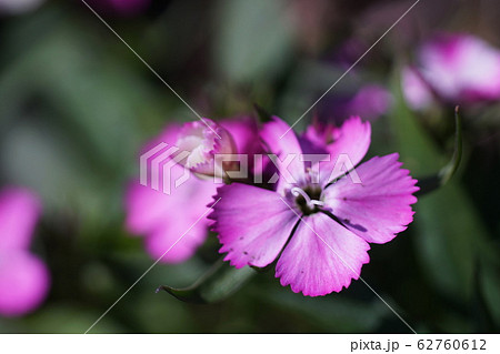 ナデシコ Dianthus ナデシコ Dianthus 62760612