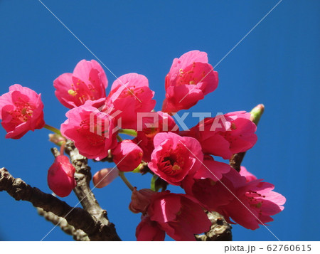 カンヒザクラ Taiwan cherry カンヒザクラ Taiwan cherry 62760615