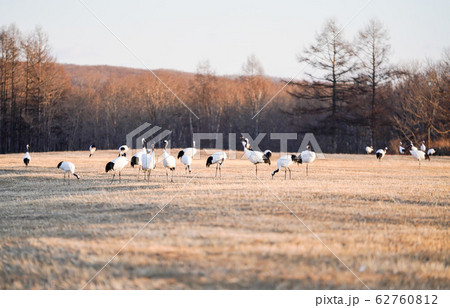 丹頂鶴　夕方の風景　”阿寒郡鶴居村” 62760812