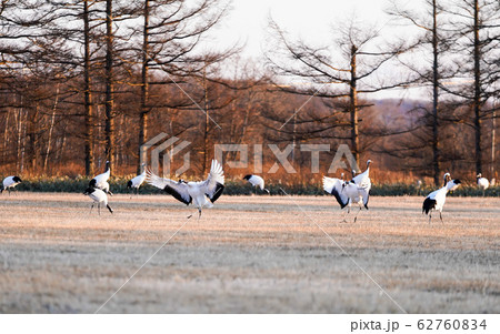 丹頂鶴 夕方の風景　”阿寒郡鶴居村” 62760834