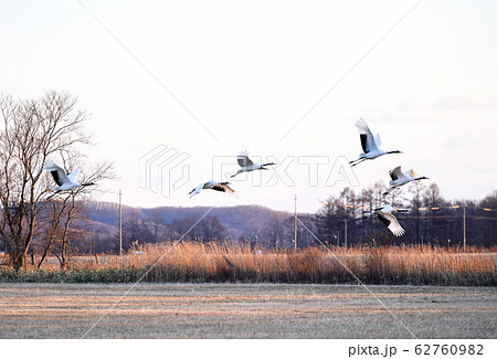 丹頂鶴 夕方の風景 ”阿寒郡鶴居村” 丹頂鶴 夕方の風景 ”阿寒郡鶴居村” 62760982