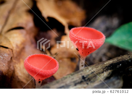 close-up of forest mushrooms(Champagne cup)in the waterfall close-up of forest mushrooms(Champagne cup)in the waterfall 62761012