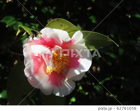 ツバキ　Camellia japonica 62761056