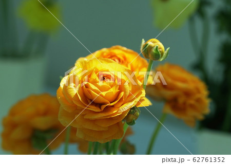 ラナンキュラス Ranunculus asiaticus ラナンキュラス Ranunculus asiaticus 62761352