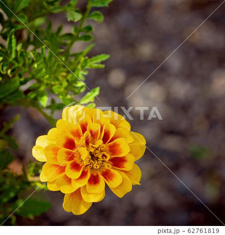 Yellow And Orange Marigold Flower Yellow And Orange Marigold Flower 62761819