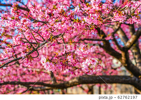 河津桜、2月に満開の桜並木 62762197