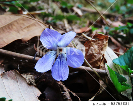 スミレ  Viola mandshurica 62762882