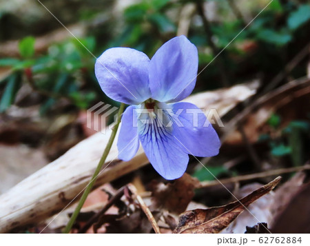 スミレ Viola mandshurica スミレ Viola mandshurica 62762884