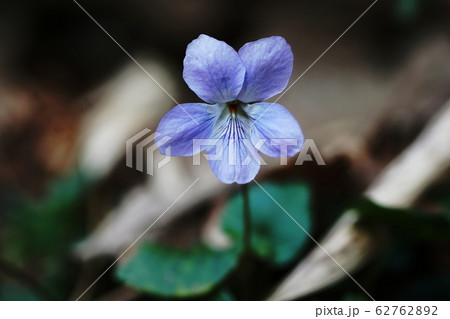 スミレ Viola mandshurica スミレ Viola mandshurica 62762892