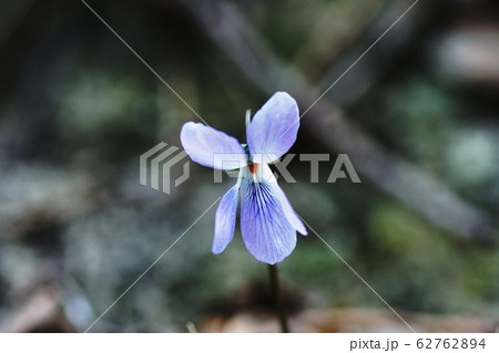 スミレ  Viola mandshurica 62762894