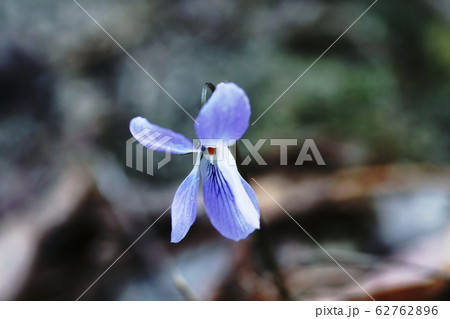 スミレ  Viola mandshurica 62762896