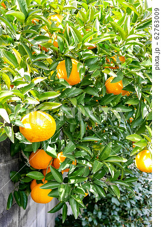 柑橘類の樹 柑橘類の樹 62763009